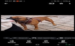 Staffordshire Bull Terrier dogs for sale: Staffordshire Bull terrier male red  - Image 14