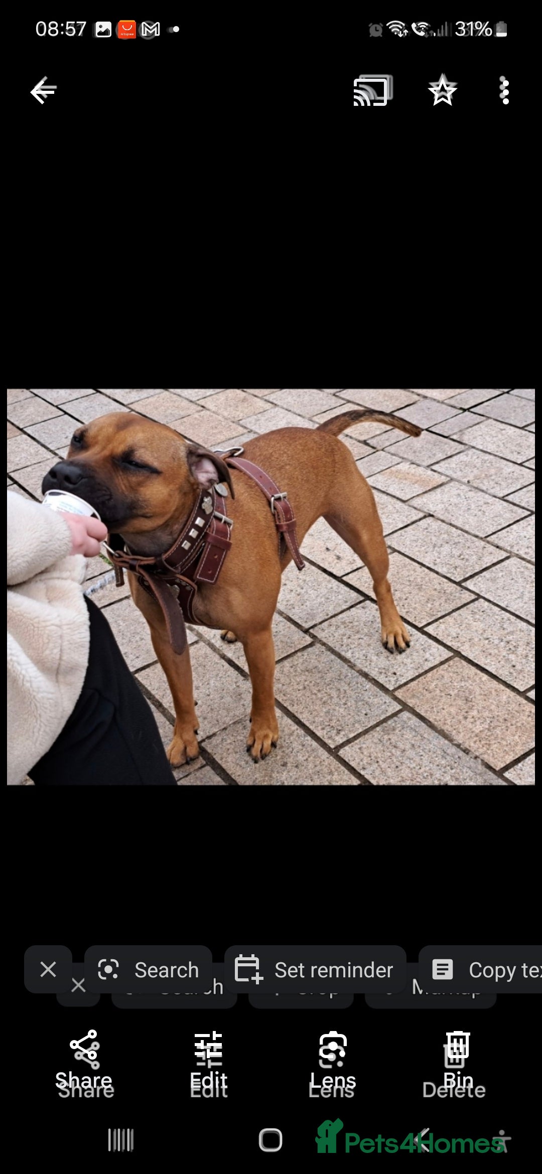 Staffordshire Bull Terrier dogs for sale: Staffordshire Bull terrier male red  - Image 14