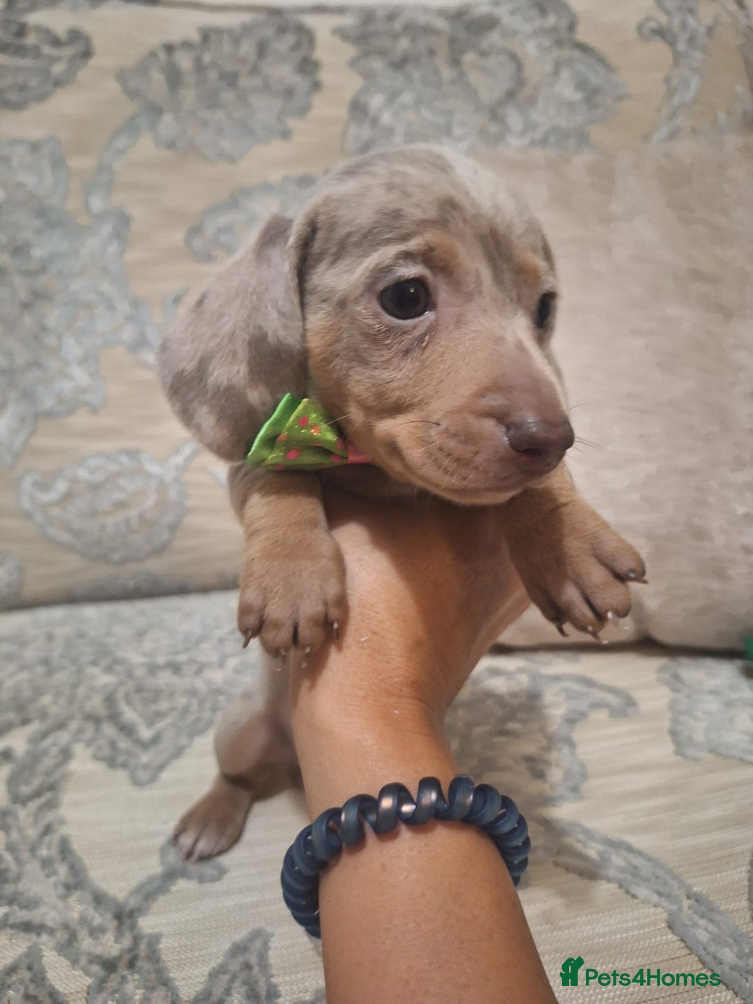 Miniature Dachshund dogs for sale: 5 miniature dachshund - Image 7