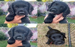 Cocker Spaniel dogs for sale: Working Cocker Spaniel puppies - Image 4