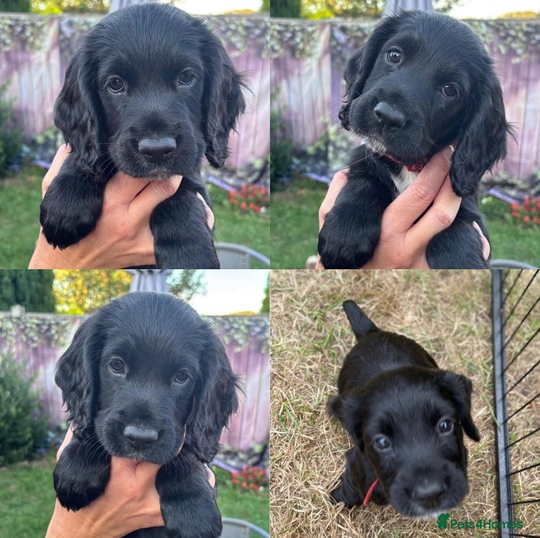 Cocker Spaniel dogs for sale: Working Cocker Spaniel puppies - Image 4