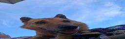 Mixed Breed dogs for adoption: Blue for adoption in Hastings - Advert 6