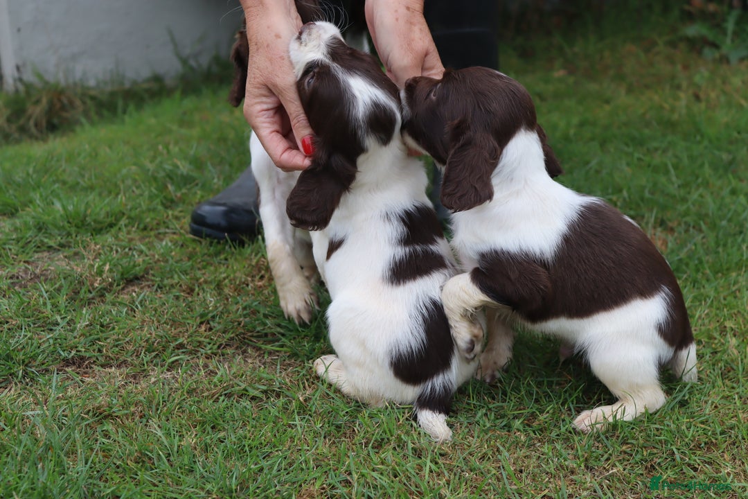 English Springer Spaniel dogs for sale: 2 Lovely Male Springer Spaniels - Image 12