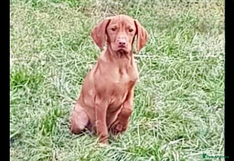 Hungarian Vizsla dogs Vizsla Female 5 month Great health/temp. - Advert 7