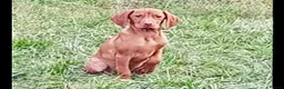 Hungarian Vizsla dogs for sale: Vizsla Female 5 month Great health/temp. in Southsea - Advert 1