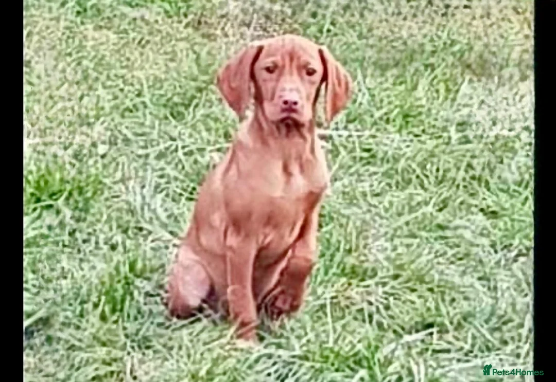 Hungarian Vizsla dogs for sale: Vizsla Female 5 month Great health/temp. in Southsea - Advert 1