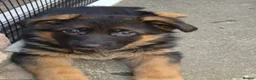 German Shepherd dogs for sale: Beautiful German shepherd puppies 1 left - Advert 25