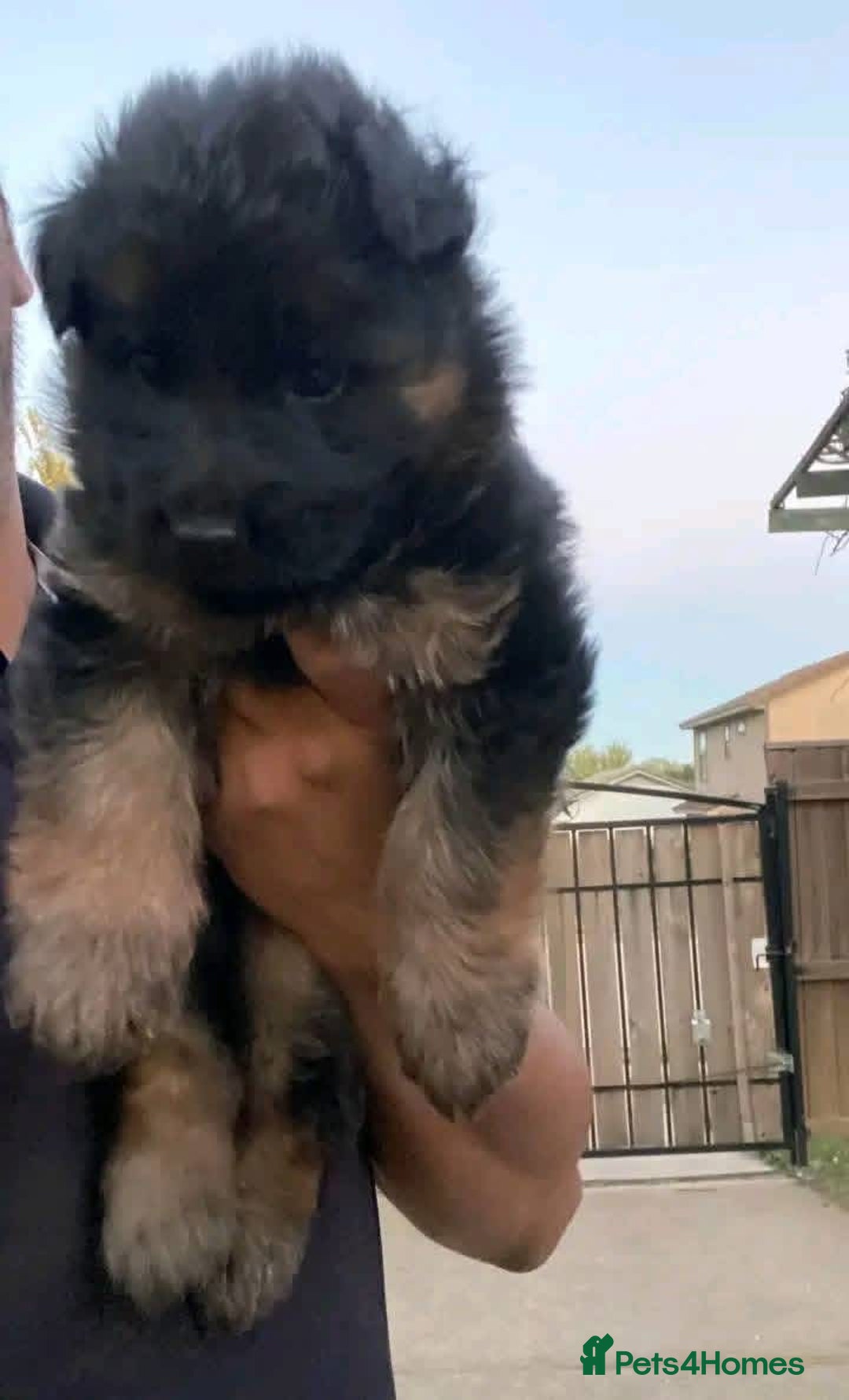 German Shepherd dogs for sale: 🐾 Beautiful German Shepherd Puppies! 🐾 - Image 5