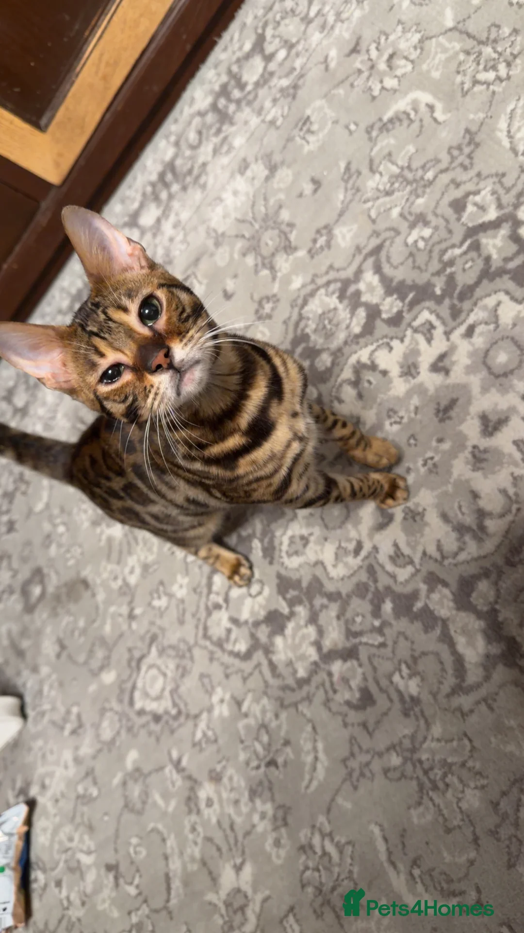 Bengal cats for sale: Last male TICA REGISTERED  - Advert 3