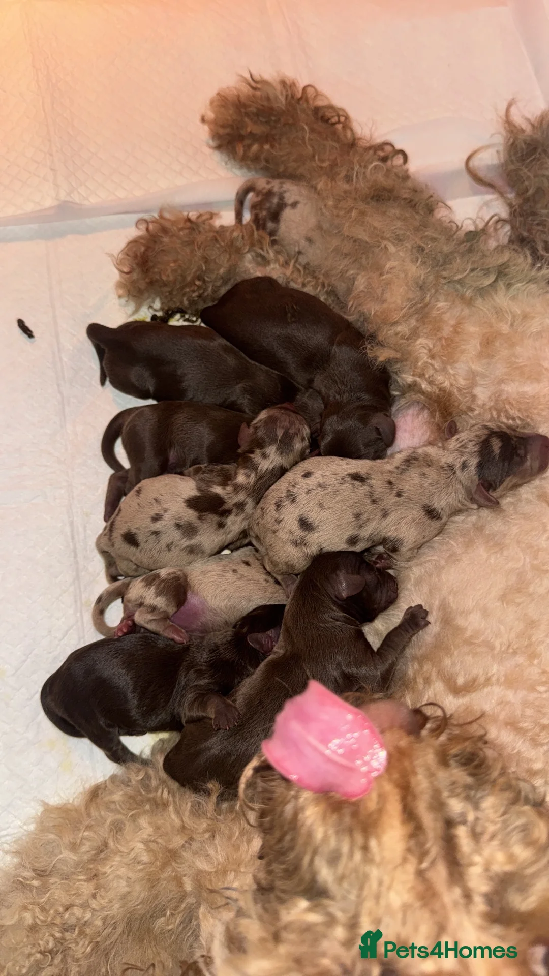 Mixed Breed dogs for sale: Doxiepoos in Rotherham - Advert 2