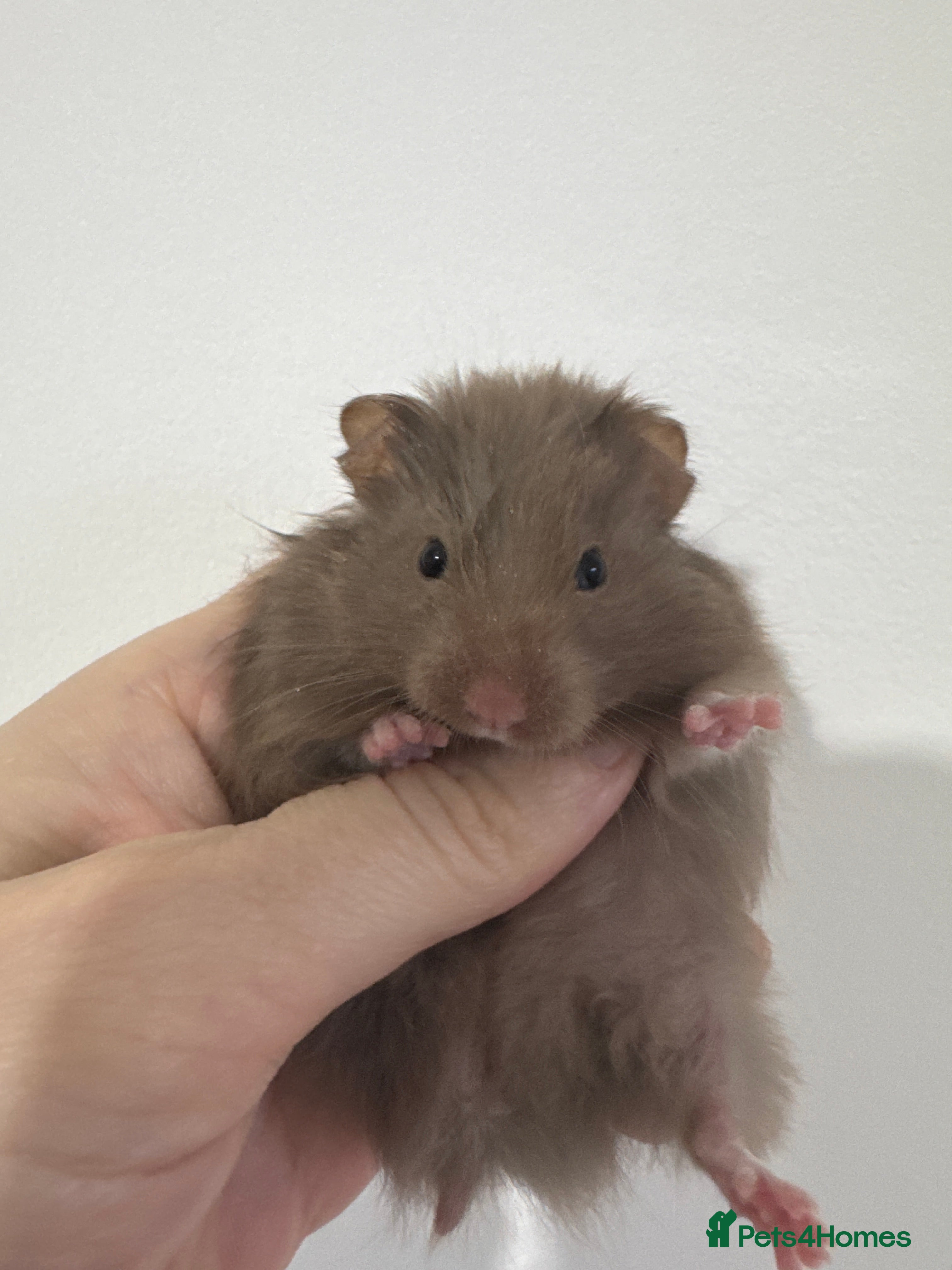 Hamster rodents Baby syrian hamsters males and females - Advert 2