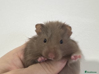 Hamster rodents Baby syrian hamsters males and females - Advert 3