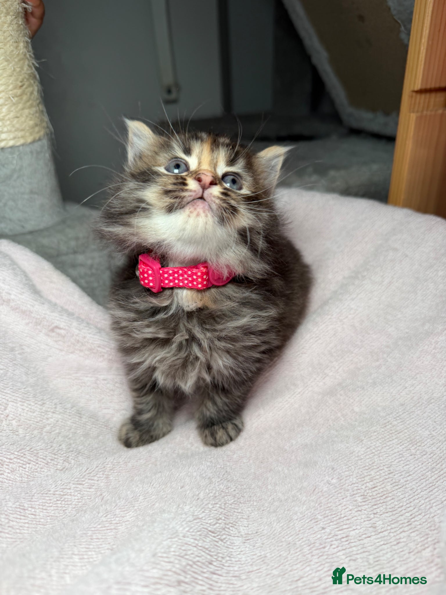 LaPerm cats LaPerm Kittens Ready for Reservation😍 - Advert 13