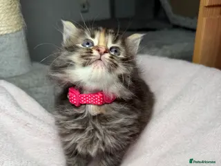 LaPerm cats LaPerm Kittens Ready for Reservation😍 - Advert 13