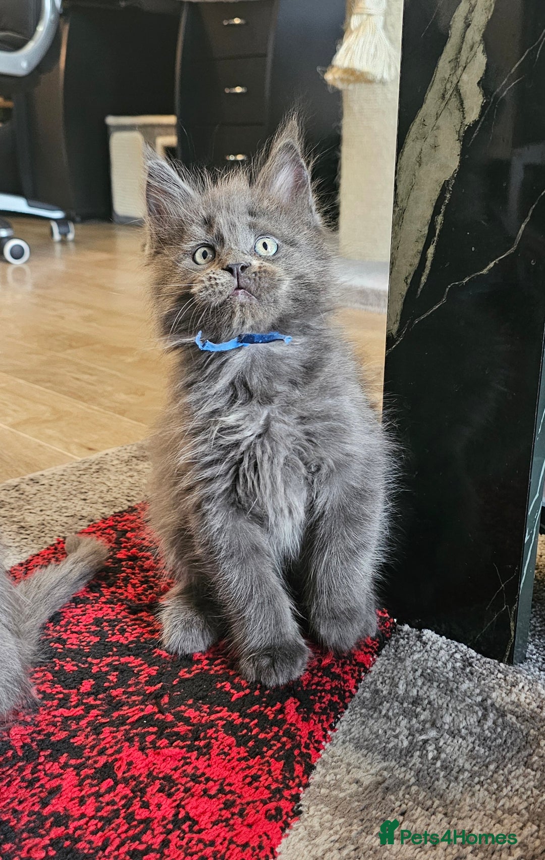 Maine Coon cats for sale: 🔥*STUNNING Litter of 6 Solid*💎*Blue Maine Coon💎 - Advert 13
