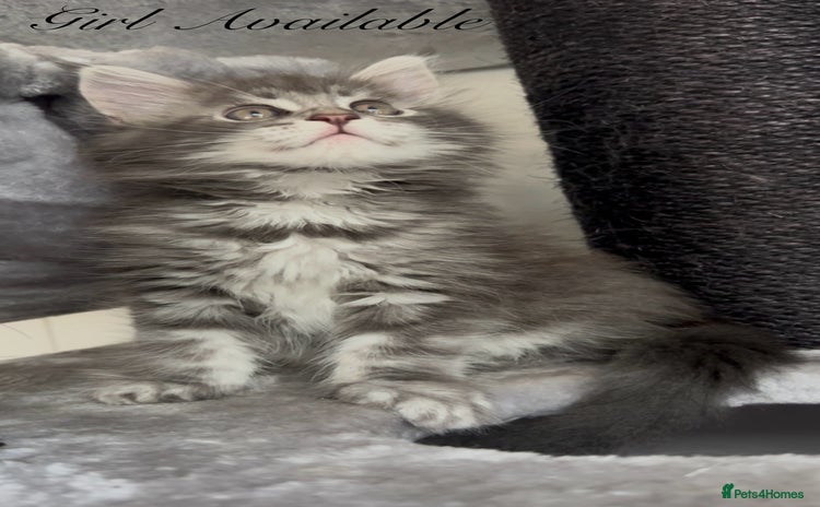 Maine Coon cats - Advert 3