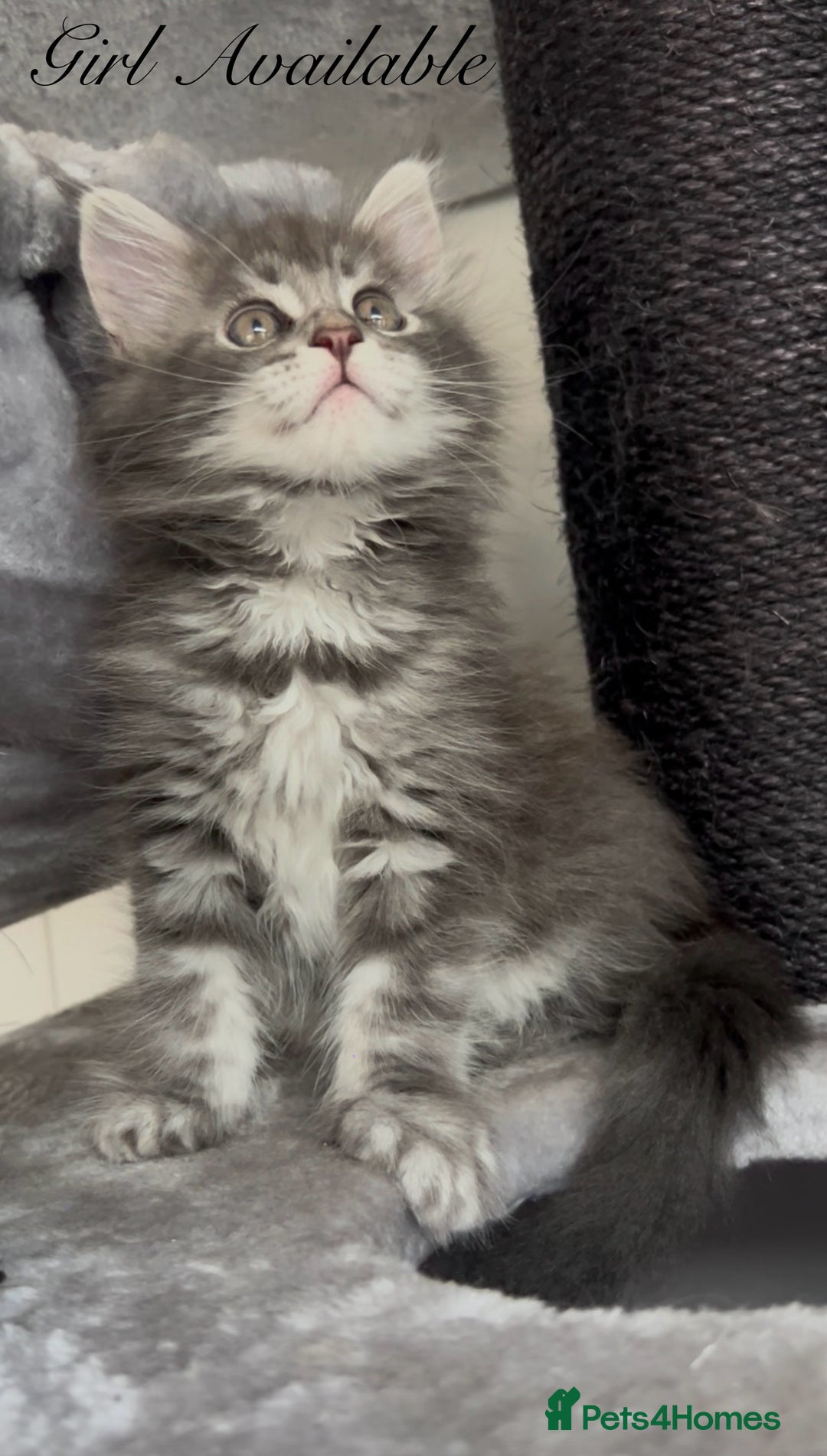 Maine Coon cats for sale: Pedigree GCCF reg Maine Coon kittens for sale  - Image 1