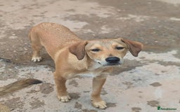Mixed Breed dogs for adoption: Snoop needs a home with another dog! - Image 2