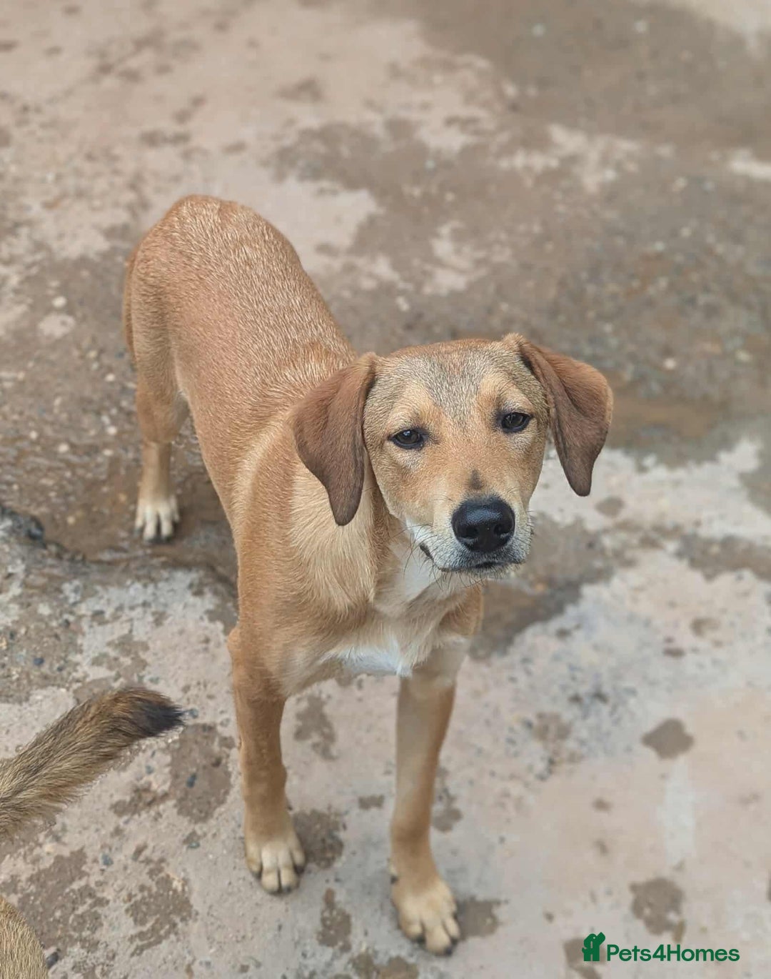 Mixed Breed dogs for adoption: Snoop needs a home with another dog! - Image 2