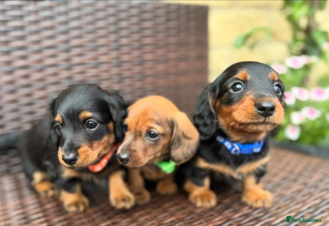 Miniature Dachshund dogs for sale: BEAUTIFUL MINIATURE DACHSHUND PUPPIES in Plymouth - Advert 1