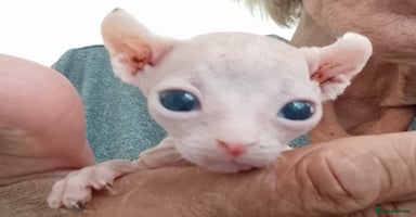 Sphynx cats - Advert 6