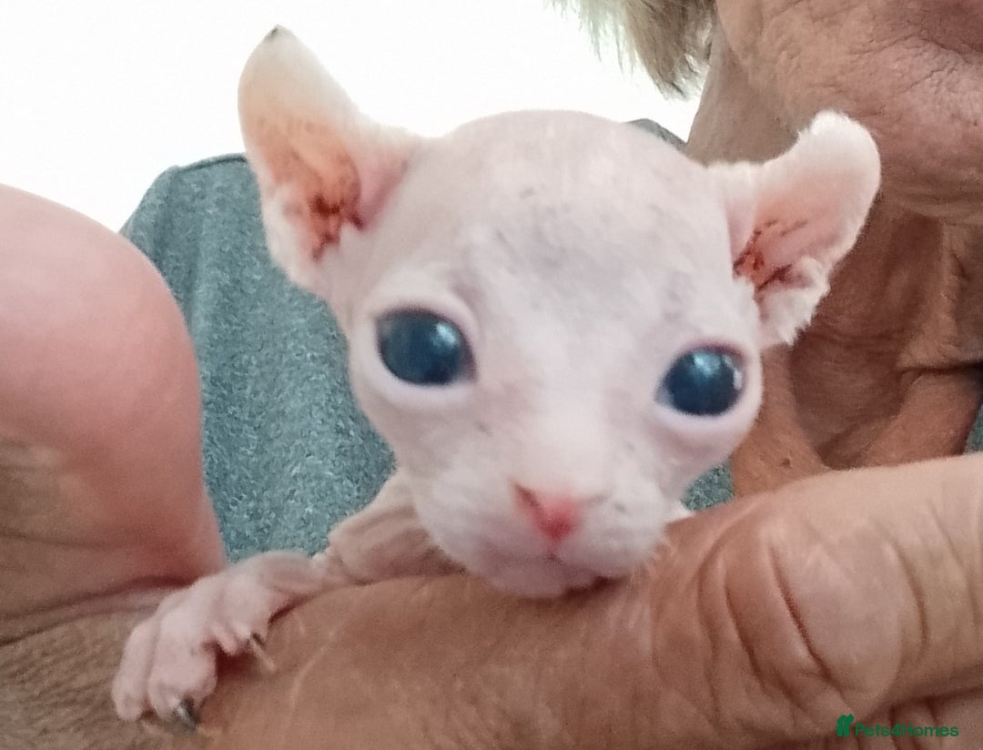 Sphynx cats for sale: Purebred Sphinx available.  - Image 3
