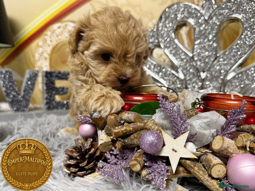 Maltipoo dogs for sale: Adorable maltipoo girl ready now - Advert 6