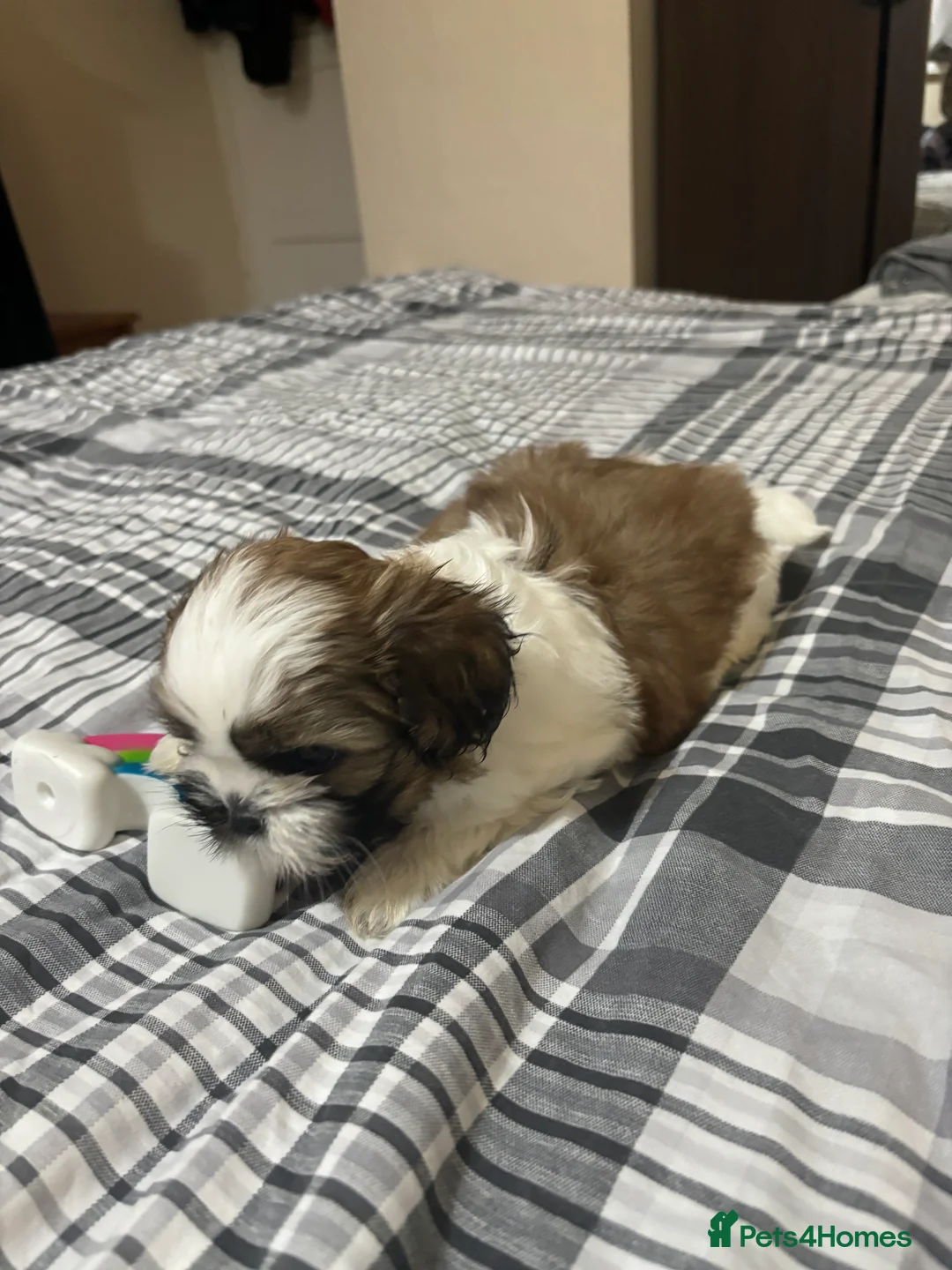Shih Tzu dogs for sale: Shih Tzu puppies - Advert 15
