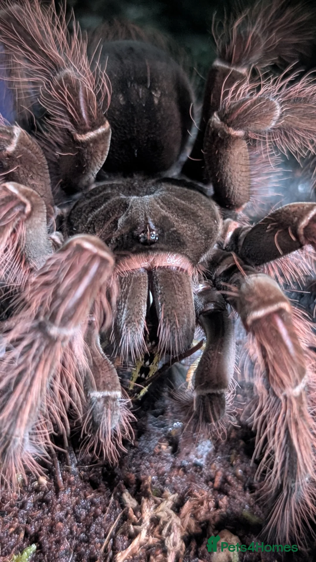 Tarantulas invertebrates for sale: Theraposa Blondi (Goliath bird eater tarantula) - Advert 2