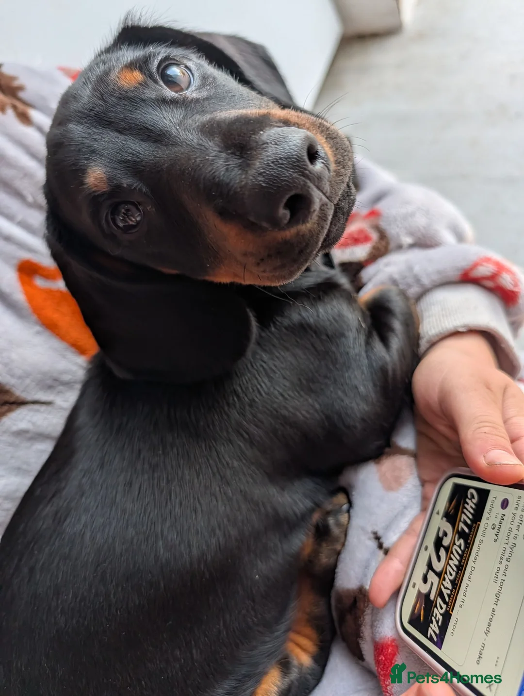 Mixed Breed dogs for sale: Dash x cocker - Advert 2