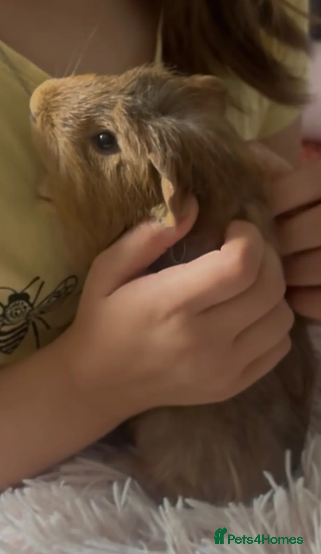 Guinea Pig rodents for sale: Loving Guinea Pig Looking for a New Home 🐹❤️ in Northampton - Advert 2
