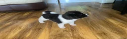 Akita dogs for sale: Stunning Akita Puppy (male) *LAST one reduced* - Advert 6