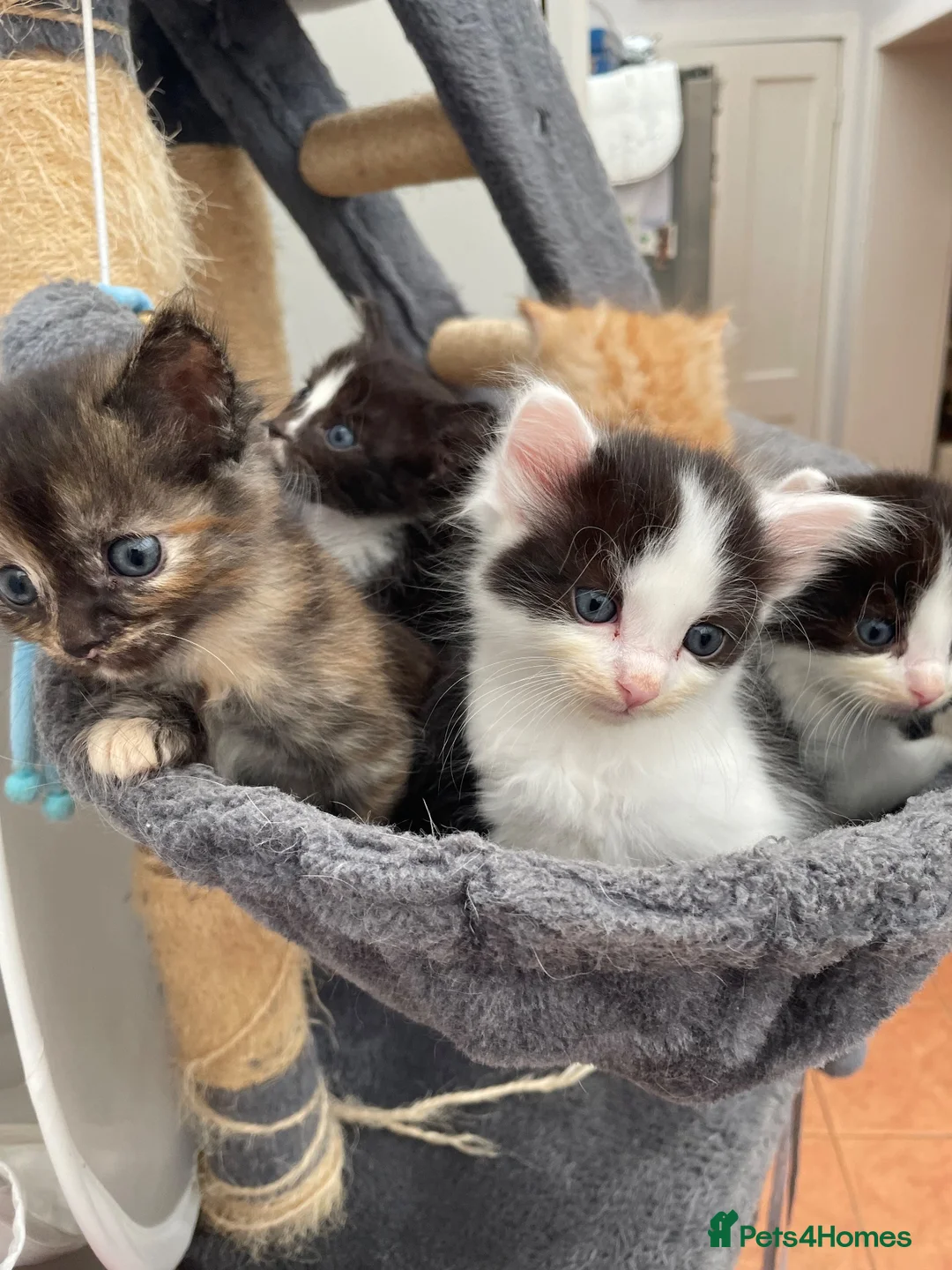 Ragdoll cats for sale: Beautiful cross Ragdoll kittens - Advert 36