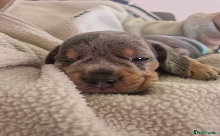 Mixed Breed dogs French Bull Wieners - Advert 1