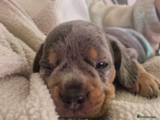 Mixed Breed dogs French Bull Wieners - Advert 1