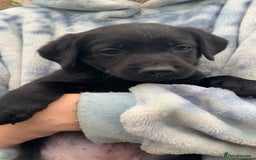 Labrador Retriever dogs for sale: Labrador puppies male & female black KC reg - Image 3