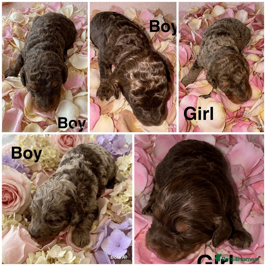 Cockapoo dogs for sale: DNA TESTED, Stunning Cockapoo Pups, Ready 5th june - Advert 1