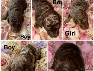 Cockapoo dogs DNA TESTED, Stunning Cockapoo Pups, Ready 5th june - Advert 1