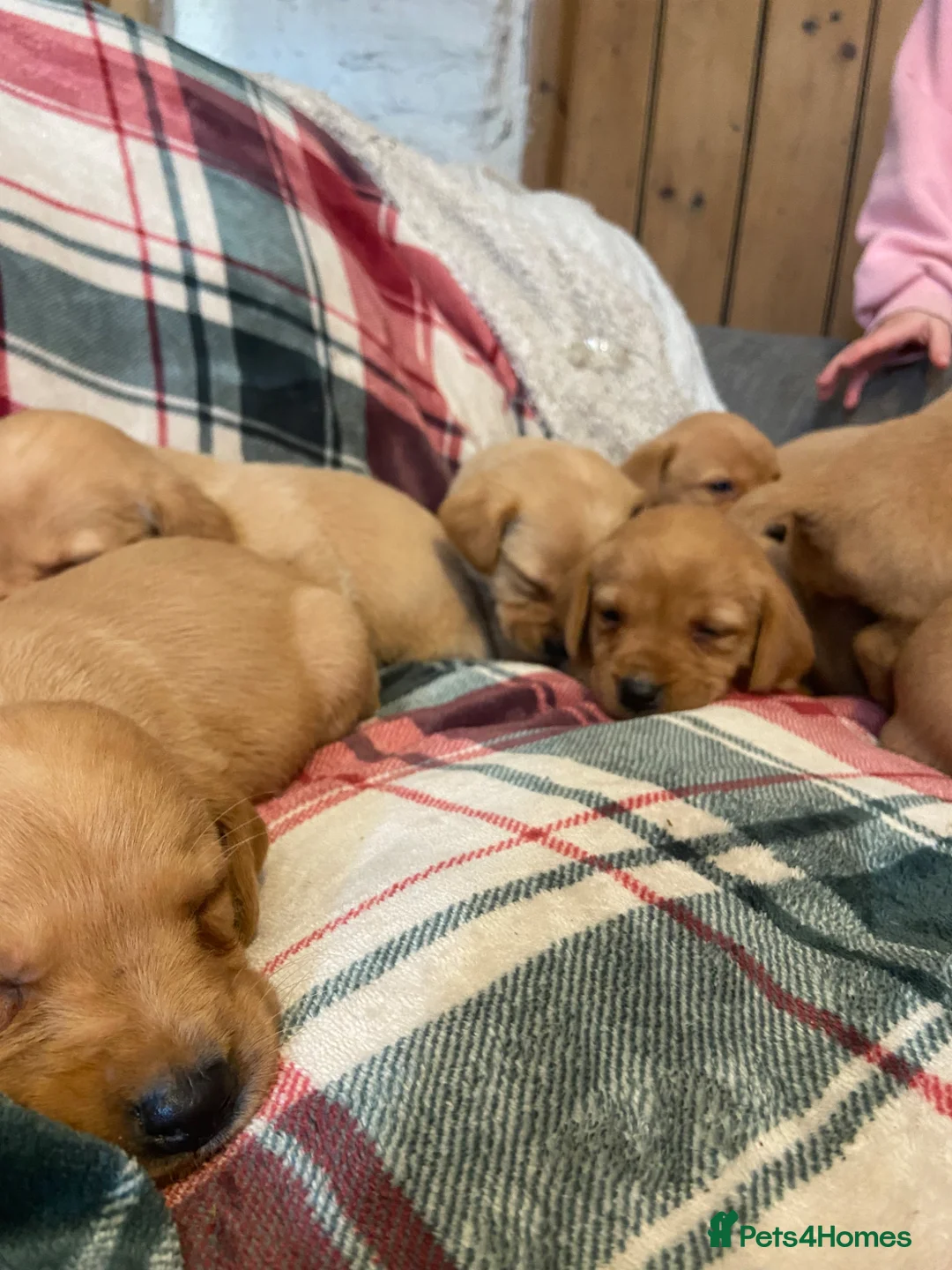Labrador Retriever dogs for sale: ✨ Exceptional Golden Labrador Retriever Puppies - Advert 39