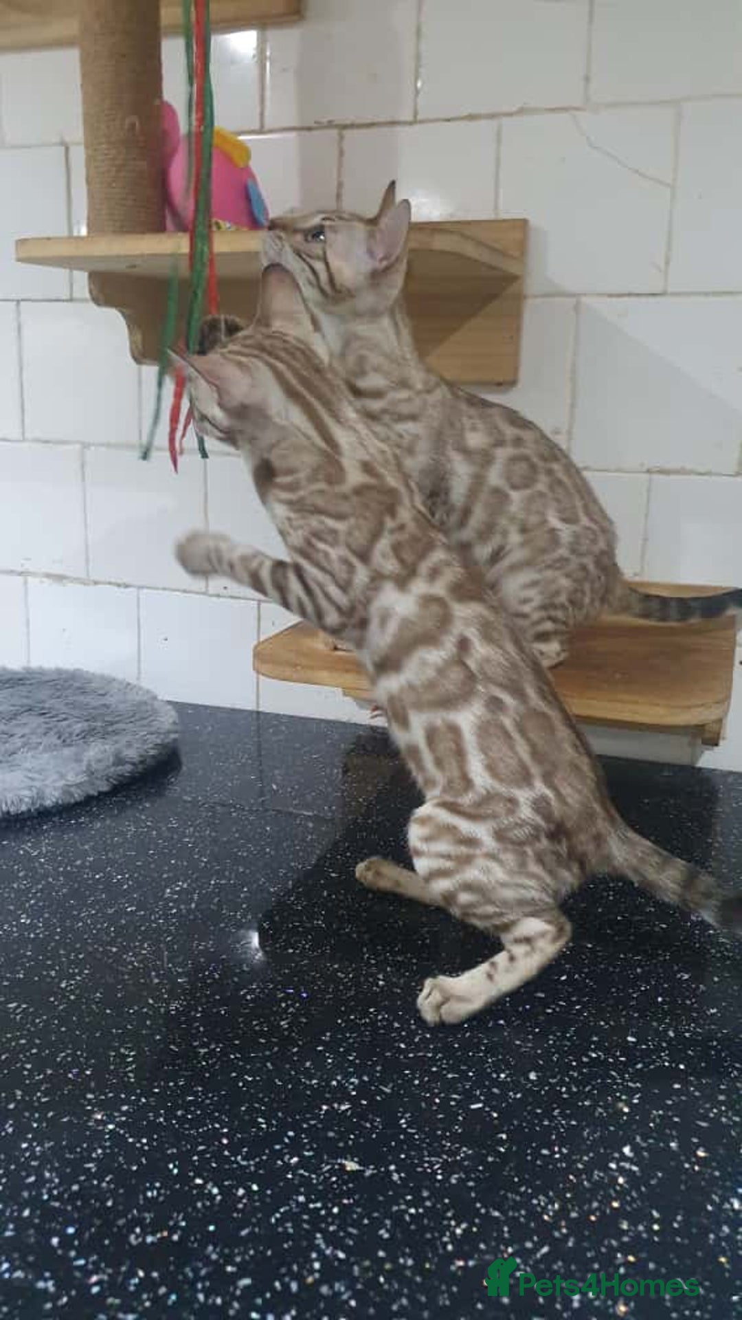 Bengal cats for sale: 🔥✨Pedigree TICA-Registered Bengals - Image 14