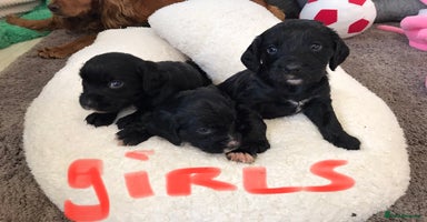 Cocker Spaniel dogs - Advert 1