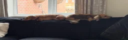 Miniature Dachshund dogs for sale: 3 year old and 2 year old miniature dachshunds - Advert 5