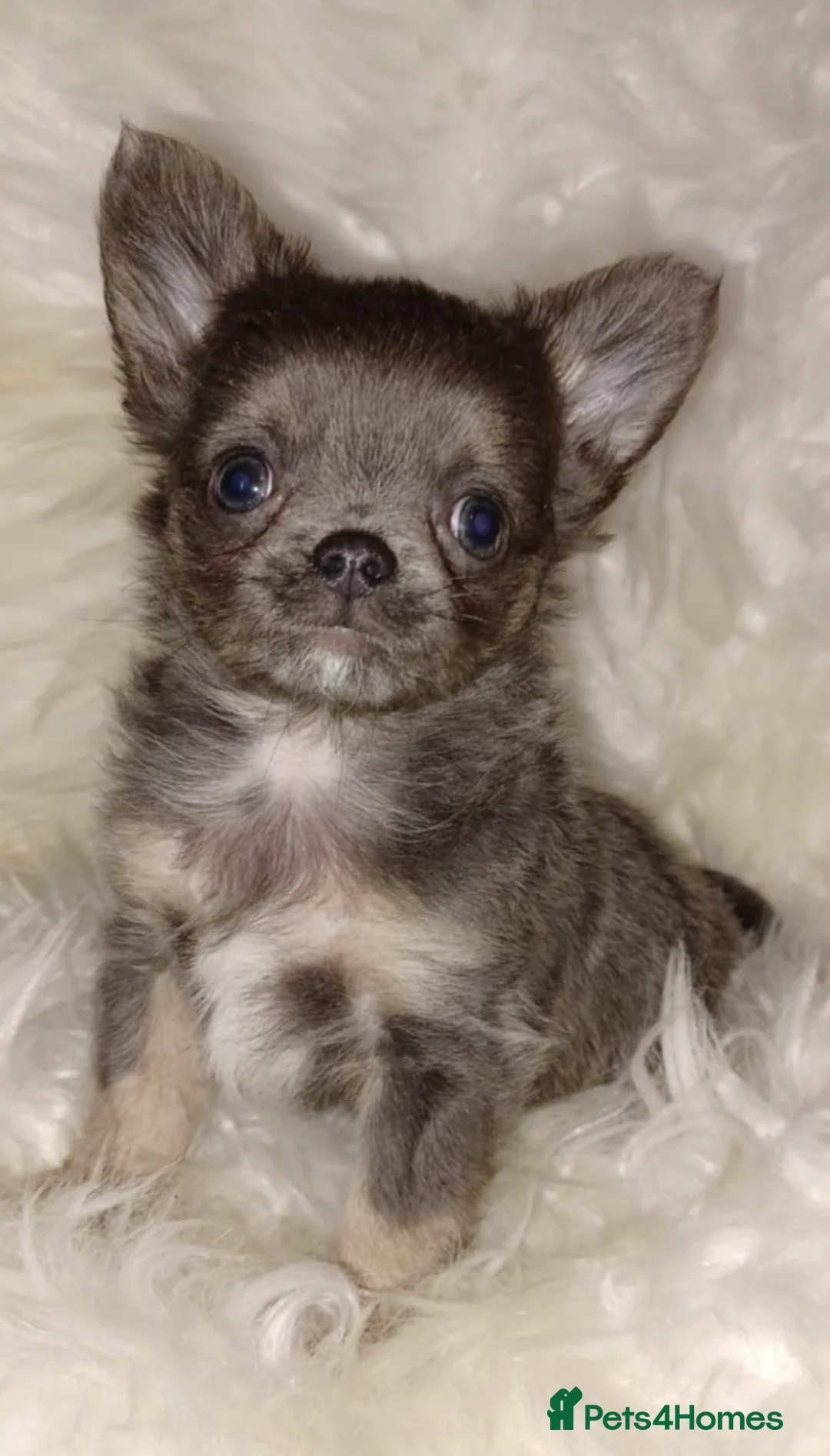 Chihuahua dogs for sale: Adorable chihuahua pups - Advert 4