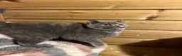 British Shorthair cats for sale: Gorgeous Gccf female British Shorthair  - Advert 6