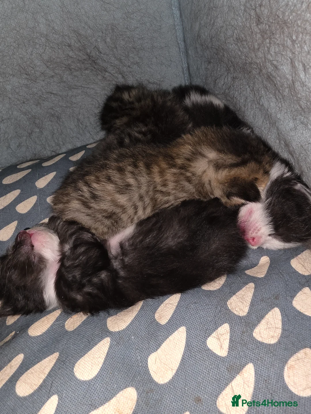 Mixed Breed cats for sale: 10 Beautiful Kittens! - Advert 15