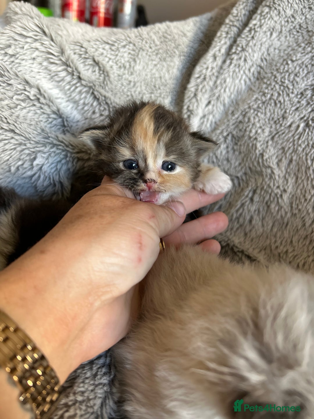 Ragdoll cats for sale: Ragdoll X Persian kittens - Image 11
