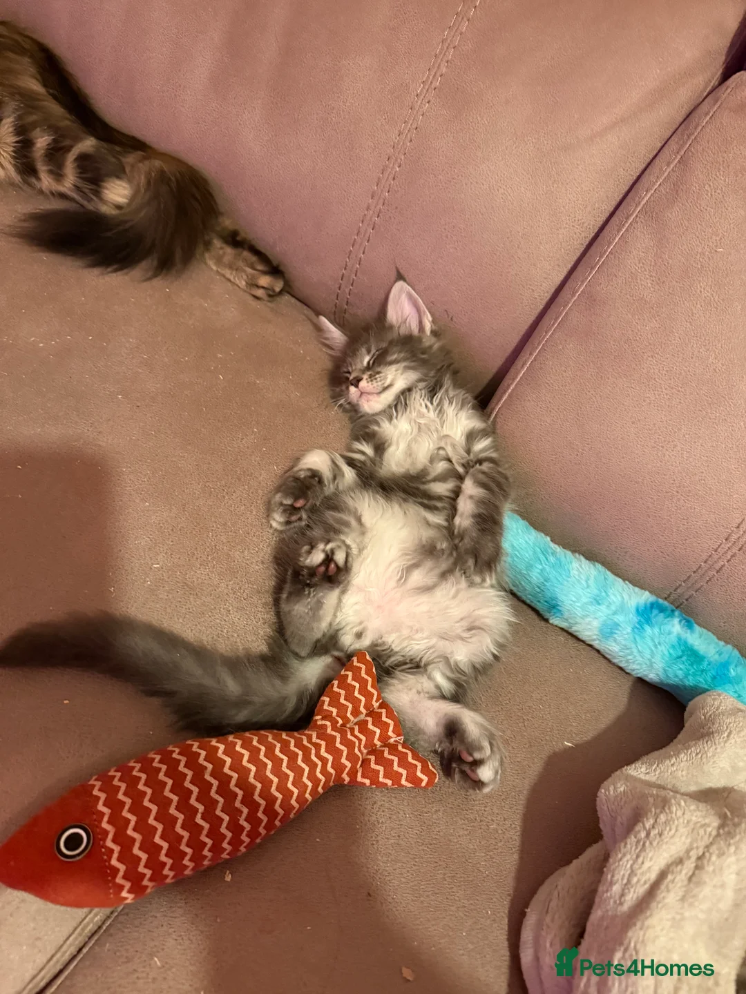 Maine Coon cats for sale: Fully registered Maine Coon kittens  - Advert 12