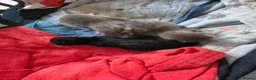 Domestic Shorthair cats for sale: Three gorgeous 3 boys for sale - Advert 19