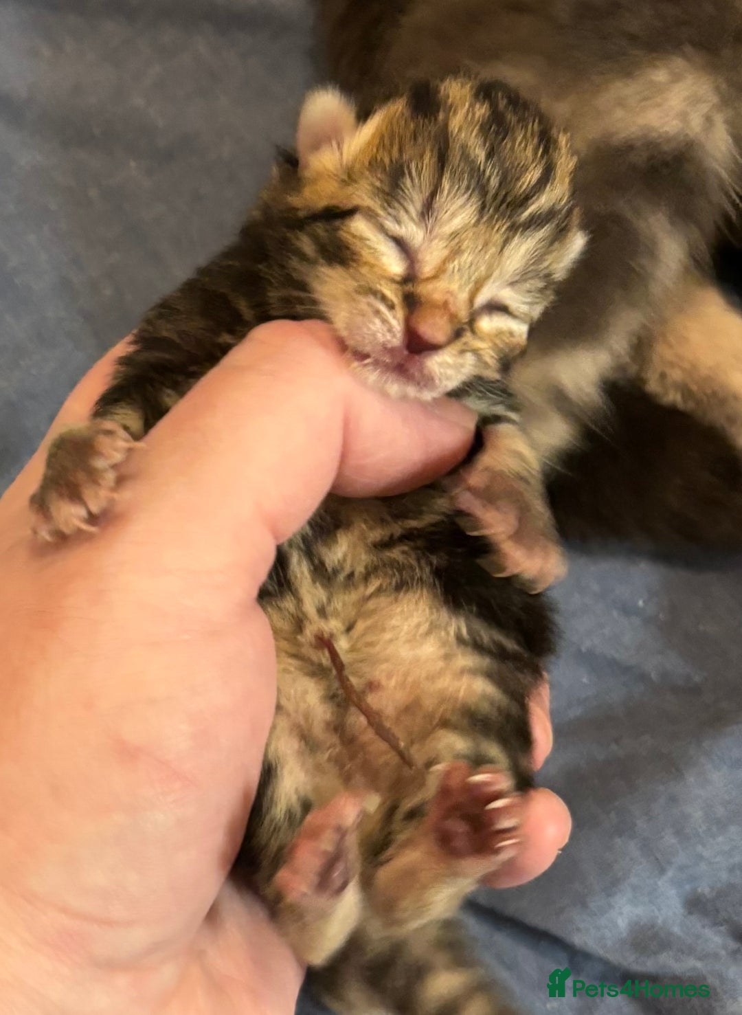 Mixed Breed cats for sale: Beautiful kittens for sale 🥰 - Image 3