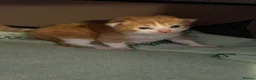 Mixed Breed cats for sale: 2 gorgeous ginger kittens - Advert 8